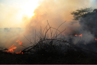Ilustrasi Pembakaran hutan   
